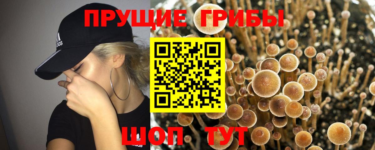 Волгодонск  Галлюциногенные грибы Cubensis  Вход с VPN 